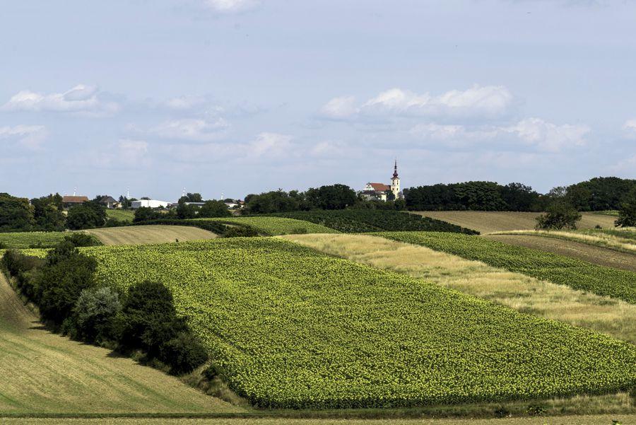 Weinviertel, Felder, Wilfersdorf, Weingarten